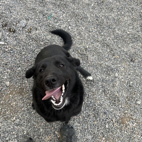 Bingo, an adoptable Australian Cattle Dog / Blue Heeler, Great Pyrenees in Rexburg, ID, 83440 | Photo Image 1