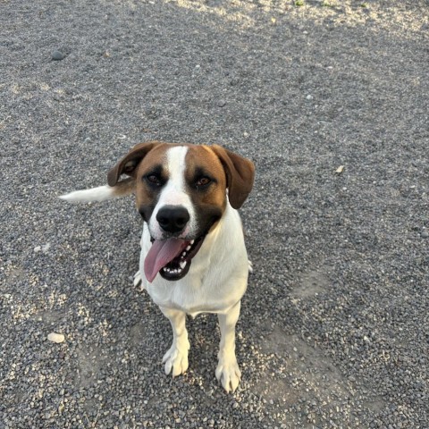 Chalupa, an adoptable Mixed Breed in Rexburg, ID, 83440 | Photo Image 1