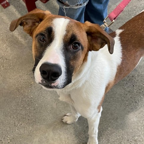 Chalupa, an adoptable Mixed Breed in Rexburg, ID, 83440 | Photo Image 2