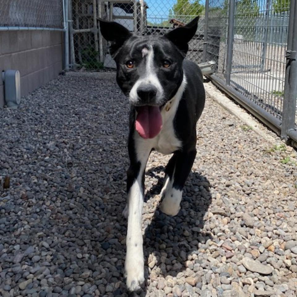 Guinness, an adoptable Mixed Breed in Rexburg, ID, 83440 | Photo Image 1