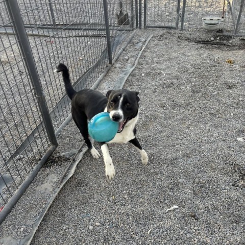 Guinness, an adoptable Mixed Breed in Rexburg, ID, 83440 | Photo Image 2