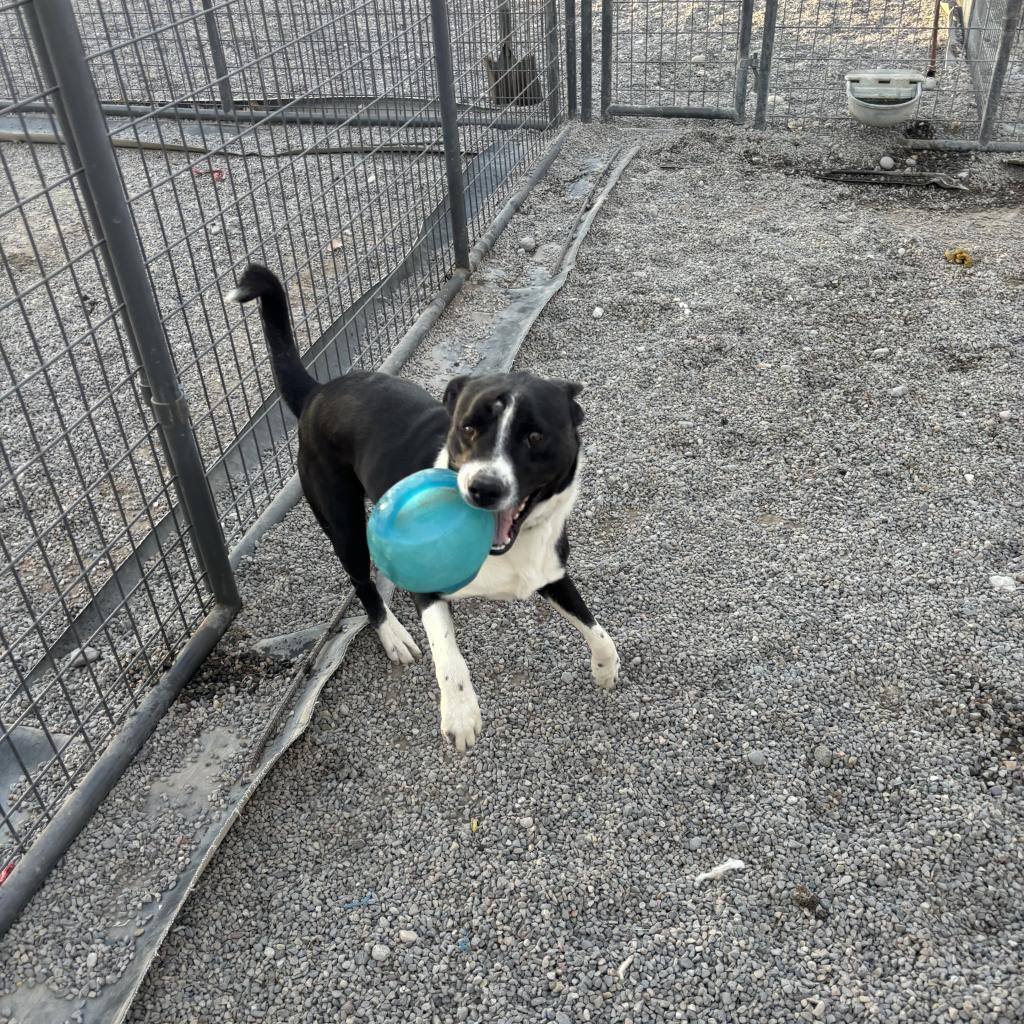 Guinness, an adoptable Mixed Breed in Rexburg, ID, 83440 | Photo Image 2