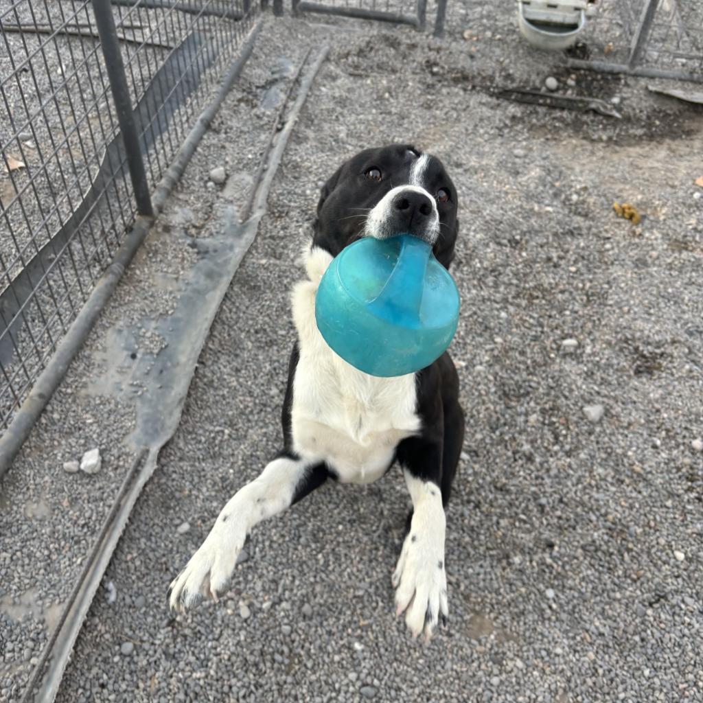 Guinness, an adoptable Mixed Breed in Rexburg, ID, 83440 | Photo Image 3