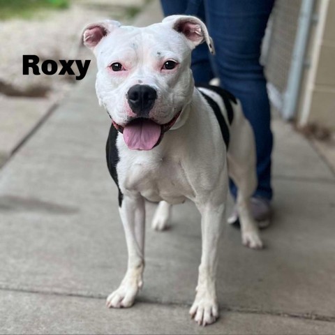 Roxy 240512, an adoptable Mixed Breed in Escanaba, MI, 49829 | Photo Image 1