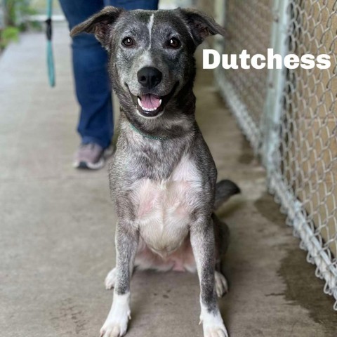 Dutchess 240592, an adoptable Mixed Breed in Escanaba, MI, 49829 | Photo Image 1