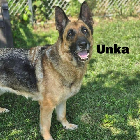 Unka 240508, an adoptable German Shepherd Dog in Escanaba, MI, 49829 | Photo Image 1