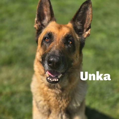 Unka 240508, an adoptable German Shepherd Dog in Escanaba, MI, 49829 | Photo Image 2