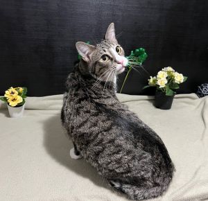 Bailey Tabby Cat