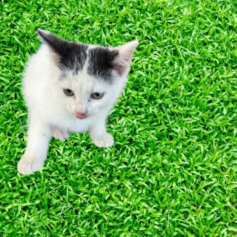 Logan, an adoptable Domestic Short Hair in Tuscaloosa, AL, 35401 | Photo Image 1