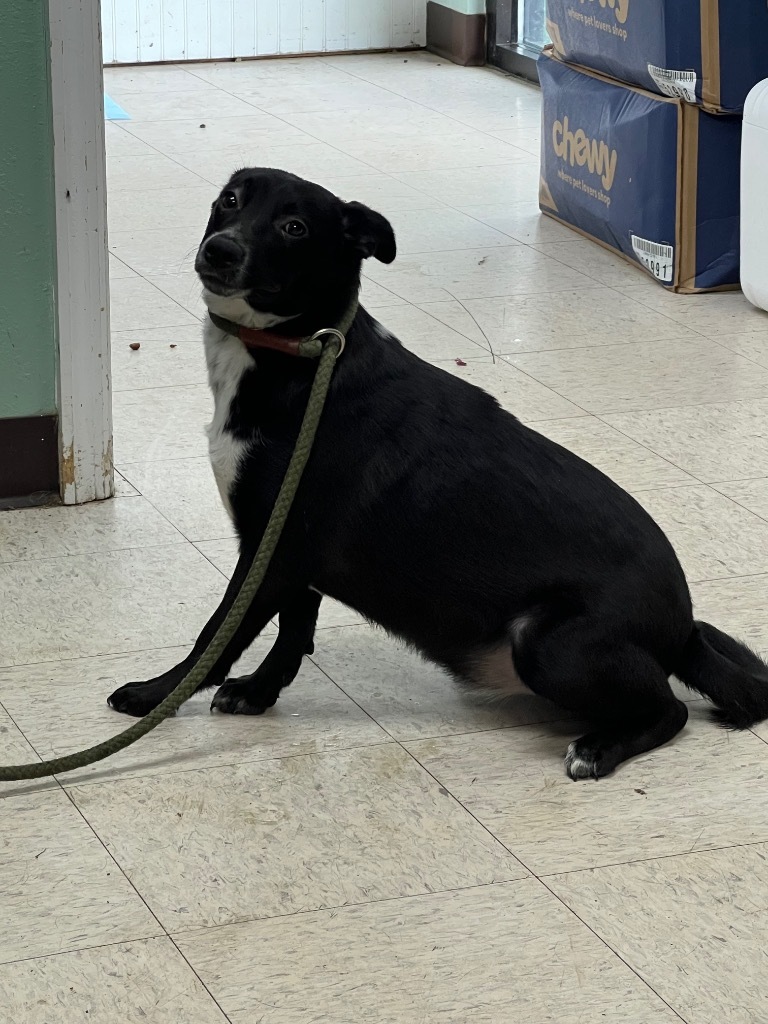 Emilynn - Adoptable, an adoptable Affenpinscher, Mixed Breed in Chickamauga , GA, 30707 | Photo Image 1