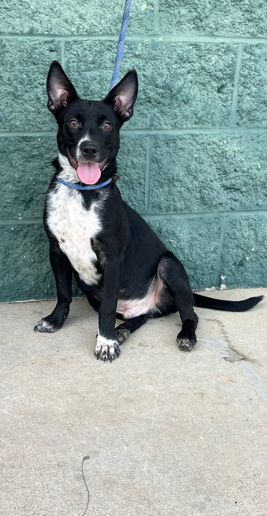 Jetson - Adoptable, an adoptable Affenpinscher, Mixed Breed in Chickamauga , GA, 30707 | Photo Image 1