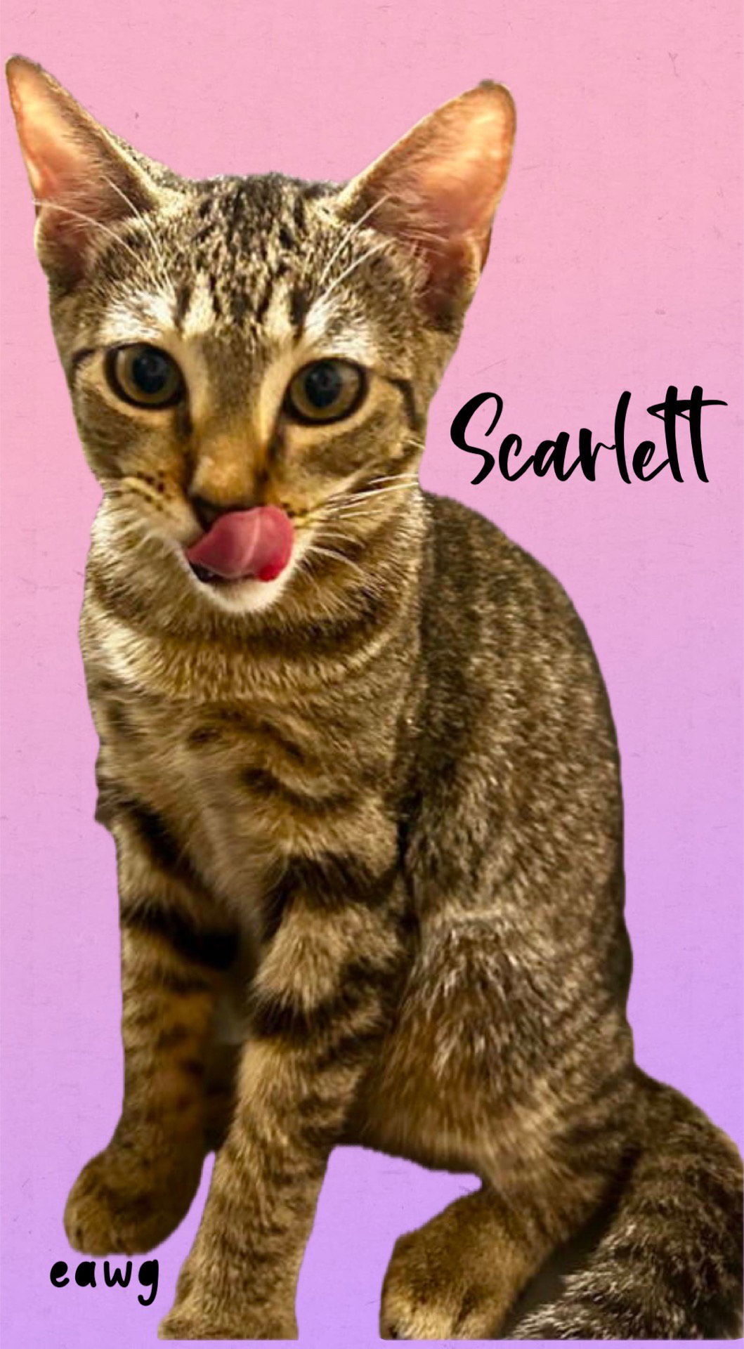 Scarlett, an adoptable Tabby in Pensacola, FL, 32501 | Photo Image 1