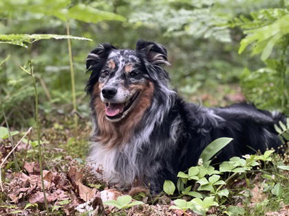 Gunner, an adoptable Australian Shepherd in Gwinn, MI, 49841 | Photo Image 1