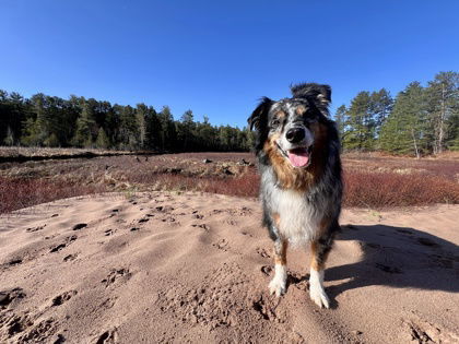 Gunner, an adoptable Australian Shepherd in Gwinn, MI, 49841 | Photo Image 2