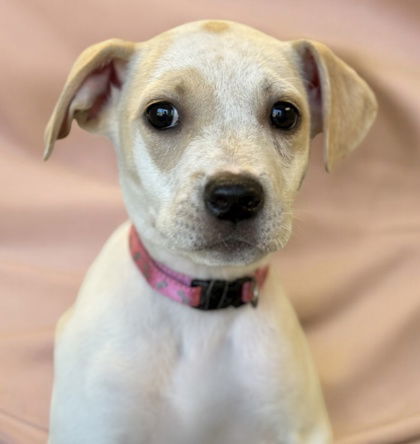 Precious, an adoptable Mixed Breed in Gwinn, MI, 49841 | Photo Image 1