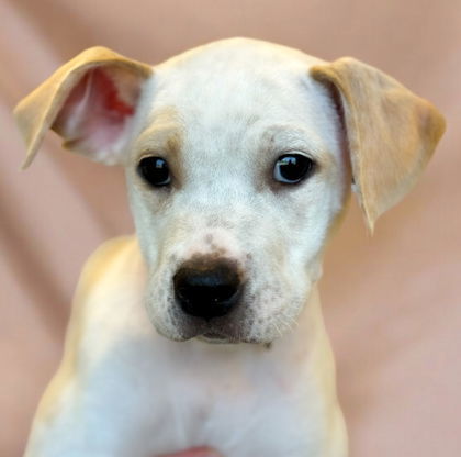 Patches, an adoptable Mixed Breed in Gwinn, MI, 49841 | Photo Image 1