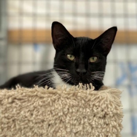 Onyx, an adoptable Domestic Short Hair in Taos, NM, 87571 | Photo Image 1