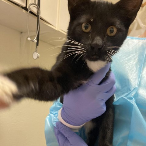 Onyx, an adoptable Domestic Short Hair in Taos, NM, 87571 | Photo Image 2