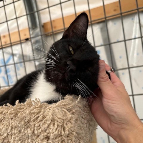 Onyx, an adoptable Domestic Short Hair in Taos, NM, 87571 | Photo Image 3