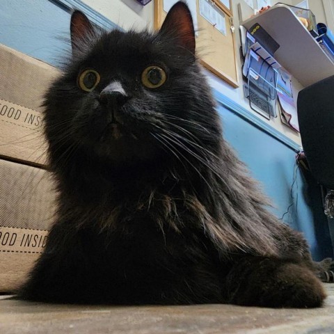 Noir, an adoptable Domestic Long Hair in North Battleford, SK, S9A 2M7 | Photo Image 1