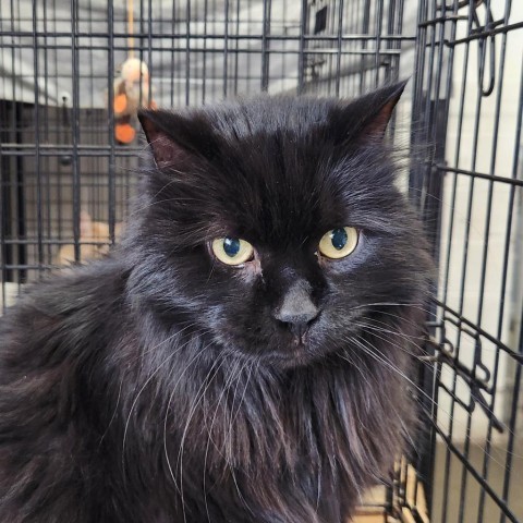 Noir, an adoptable Domestic Long Hair in North Battleford, SK, S9A 2M7 | Photo Image 2