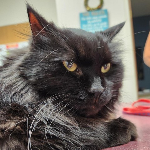 Noir, an adoptable Domestic Long Hair in North Battleford, SK, S9A 2M7 | Photo Image 3