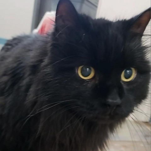 Noir, an adoptable Domestic Long Hair in North Battleford, SK, S9A 2M7 | Photo Image 5