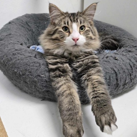 Gatsby, an adoptable Domestic Medium Hair in North Battleford, SK, S9A 2M7 | Photo Image 1