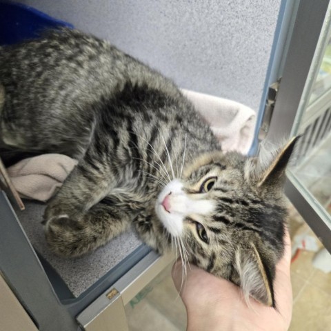 Gatsby, an adoptable Domestic Medium Hair in North Battleford, SK, S9A 2M7 | Photo Image 2