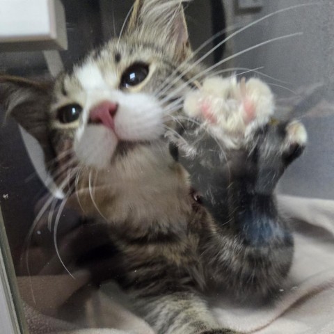 Gatsby, an adoptable Domestic Medium Hair in North Battleford, SK, S9A 2M7 | Photo Image 3