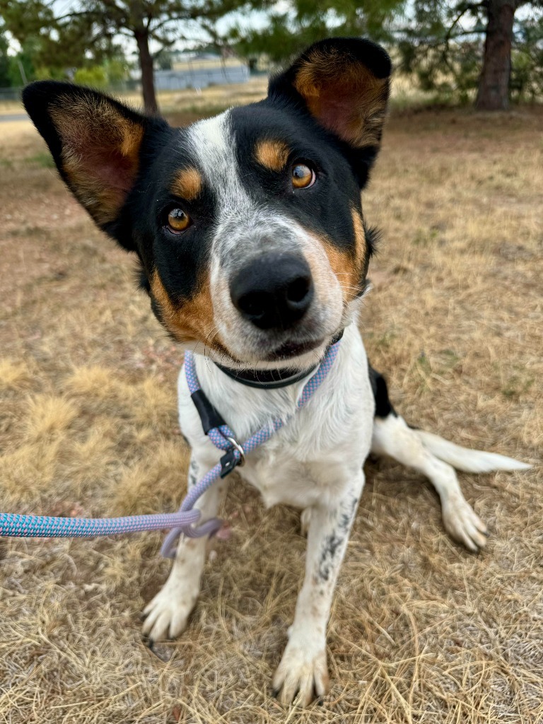 Walker, an adoptable English Shepherd in Gillette, WY, 82716 | Photo Image 1