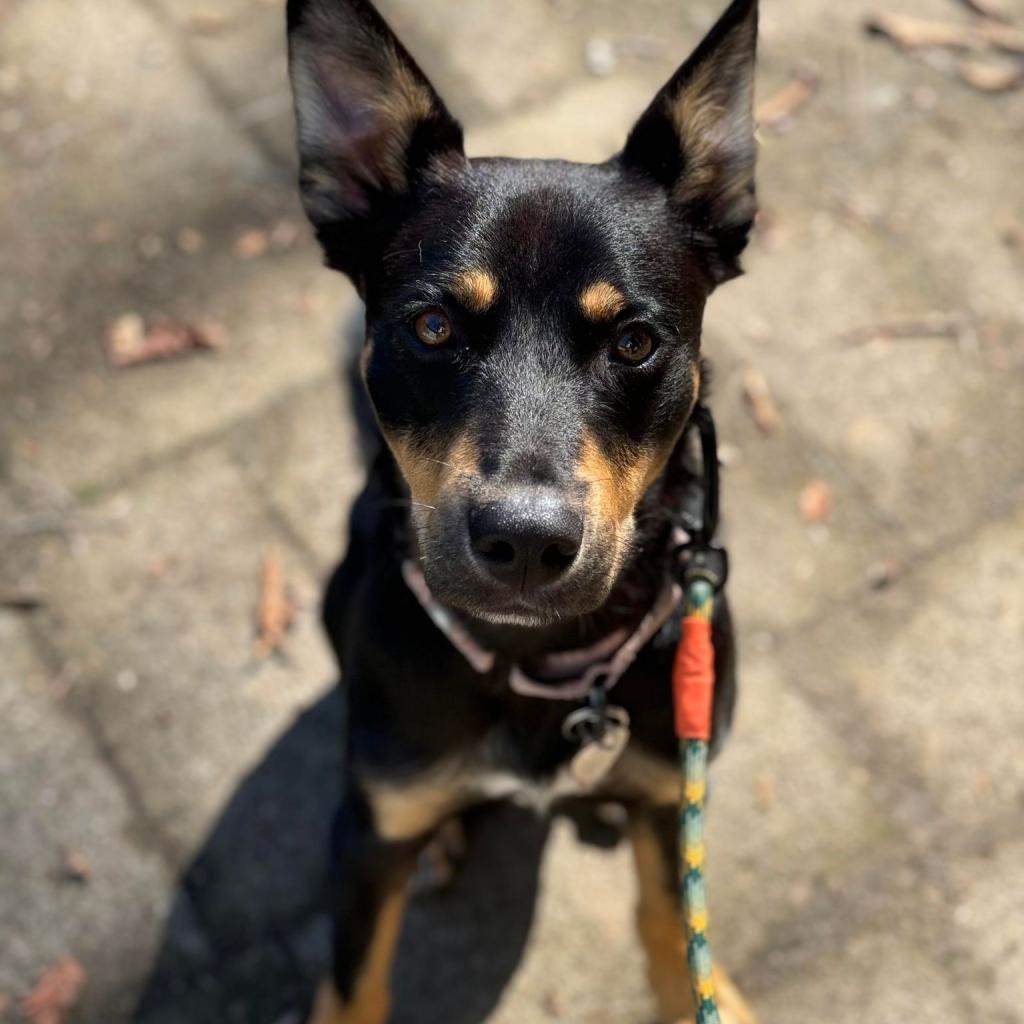 James, an adoptable German Shepherd Dog, Cattle Dog in Bend, OR, 97702 | Photo Image 1