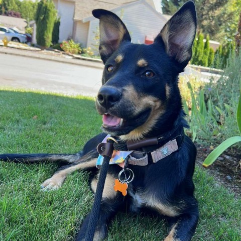 James, an adoptable German Shepherd Dog, Cattle Dog in Bend, OR, 97702 | Photo Image 2