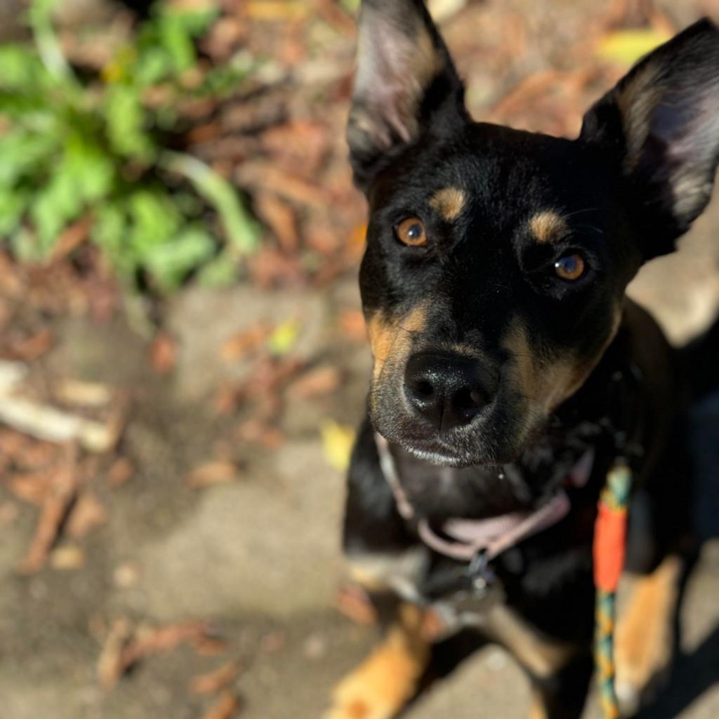 James, an adoptable German Shepherd Dog, Cattle Dog in Bend, OR, 97702 | Photo Image 2