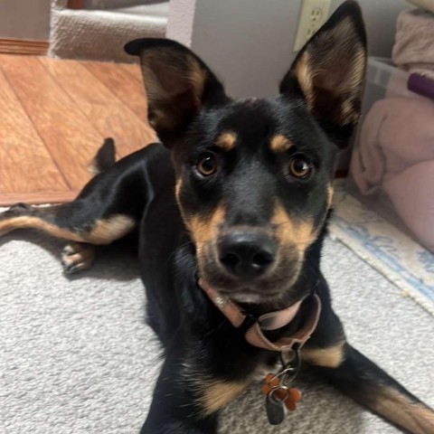 James, an adoptable German Shepherd Dog, Cattle Dog in Bend, OR, 97702 | Photo Image 3