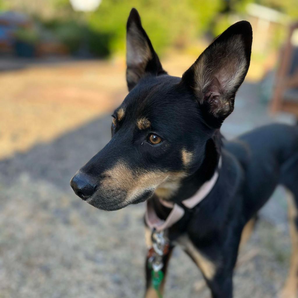 James, an adoptable German Shepherd Dog, Cattle Dog in Bend, OR, 97702 | Photo Image 3