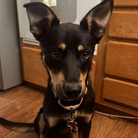 James, an adoptable German Shepherd Dog, Cattle Dog in Bend, OR, 97702 | Photo Image 4