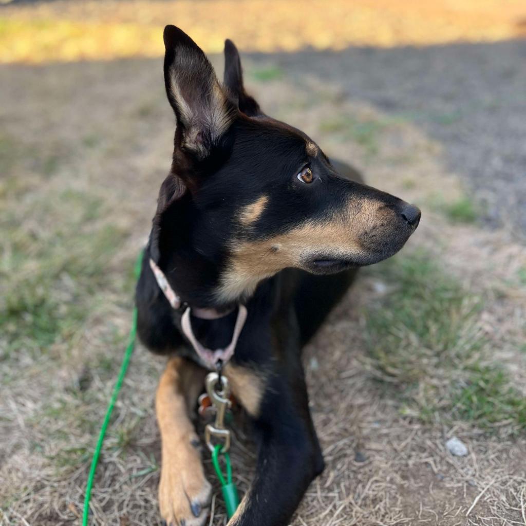 James, an adoptable German Shepherd Dog, Cattle Dog in Bend, OR, 97702 | Photo Image 4