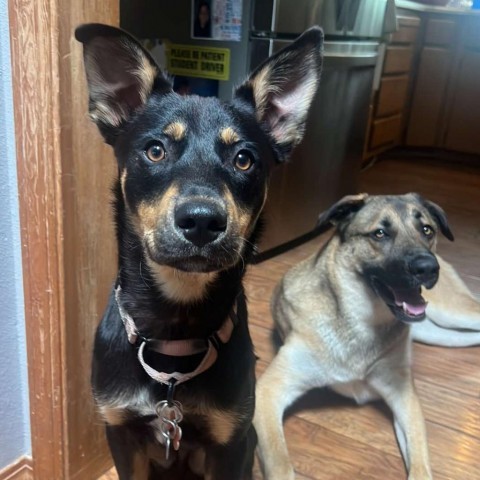 James, an adoptable German Shepherd Dog, Cattle Dog in Bend, OR, 97702 | Photo Image 5