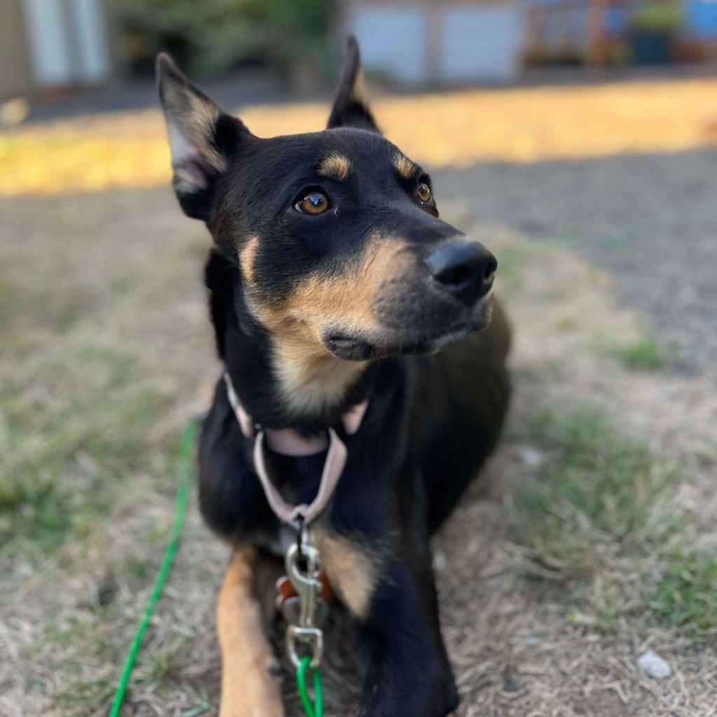 James, an adoptable German Shepherd Dog, Cattle Dog in Bend, OR, 97702 | Photo Image 5