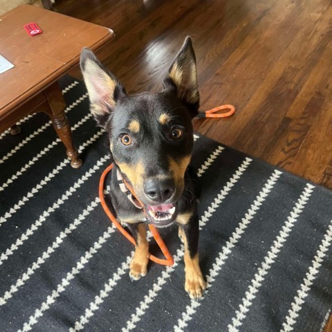 James, an adoptable German Shepherd Dog, Cattle Dog in Bend, OR, 97702 | Photo Image 6