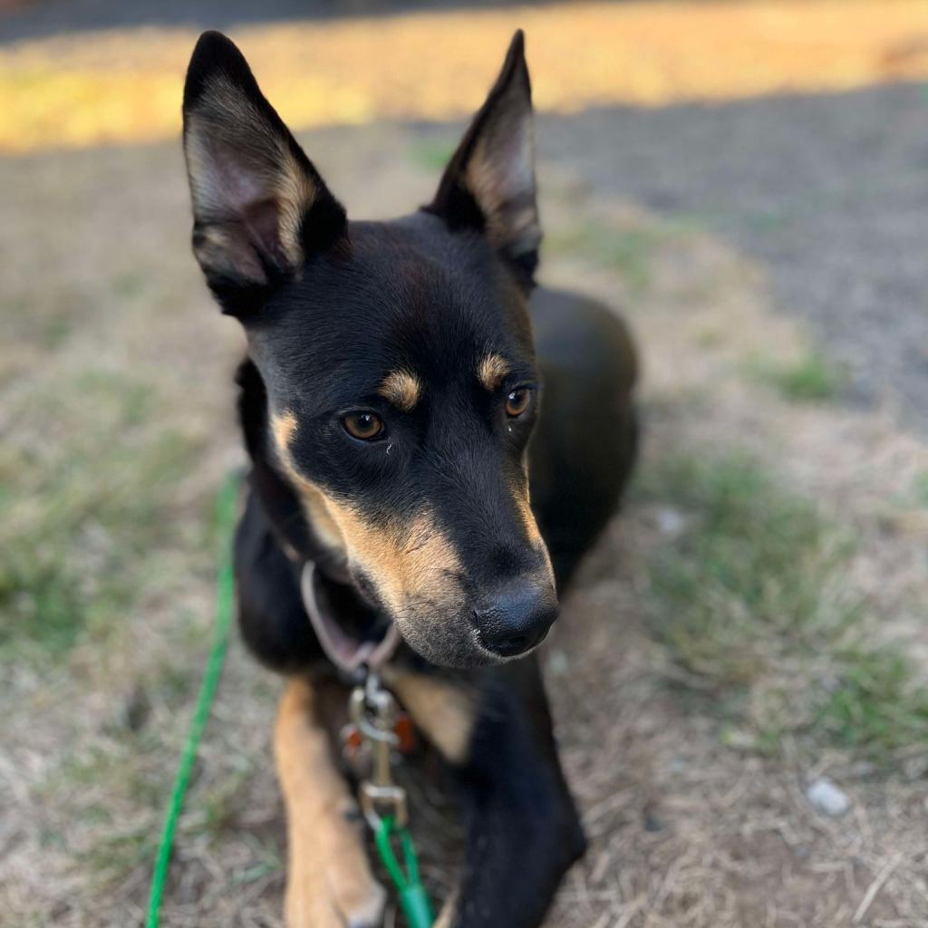 James, an adoptable German Shepherd Dog, Cattle Dog in Bend, OR, 97702 | Photo Image 6