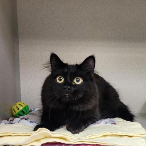 Merlin, an adoptable Domestic Long Hair in Great Falls, MT, 59404 | Photo Image 1