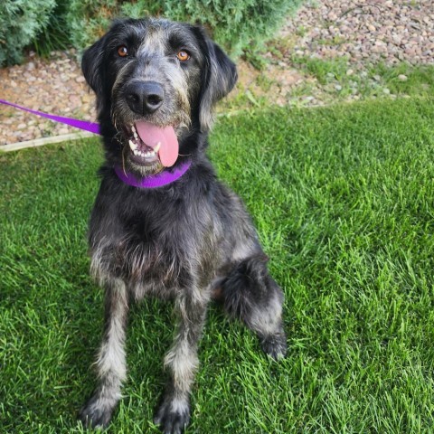 Benelli, an adoptable Mixed Breed in Great Falls, MT, 59404 | Photo Image 1