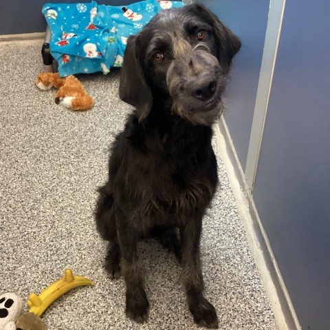 Benelli, an adoptable Mixed Breed in Great Falls, MT, 59404 | Photo Image 2