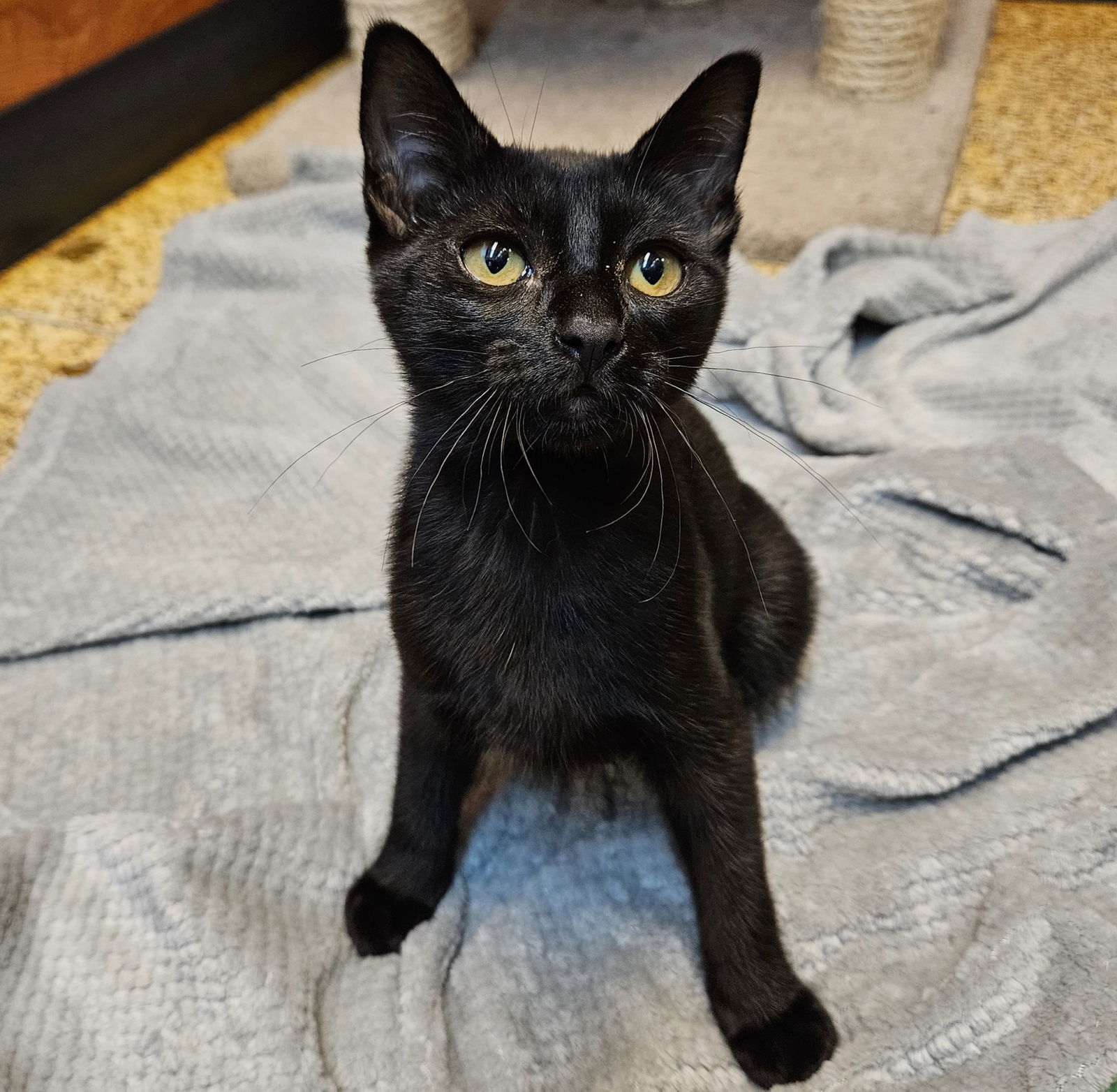 Tumnus, an adoptable Domestic Short Hair in Springfield, OR, 97475 | Photo Image 3