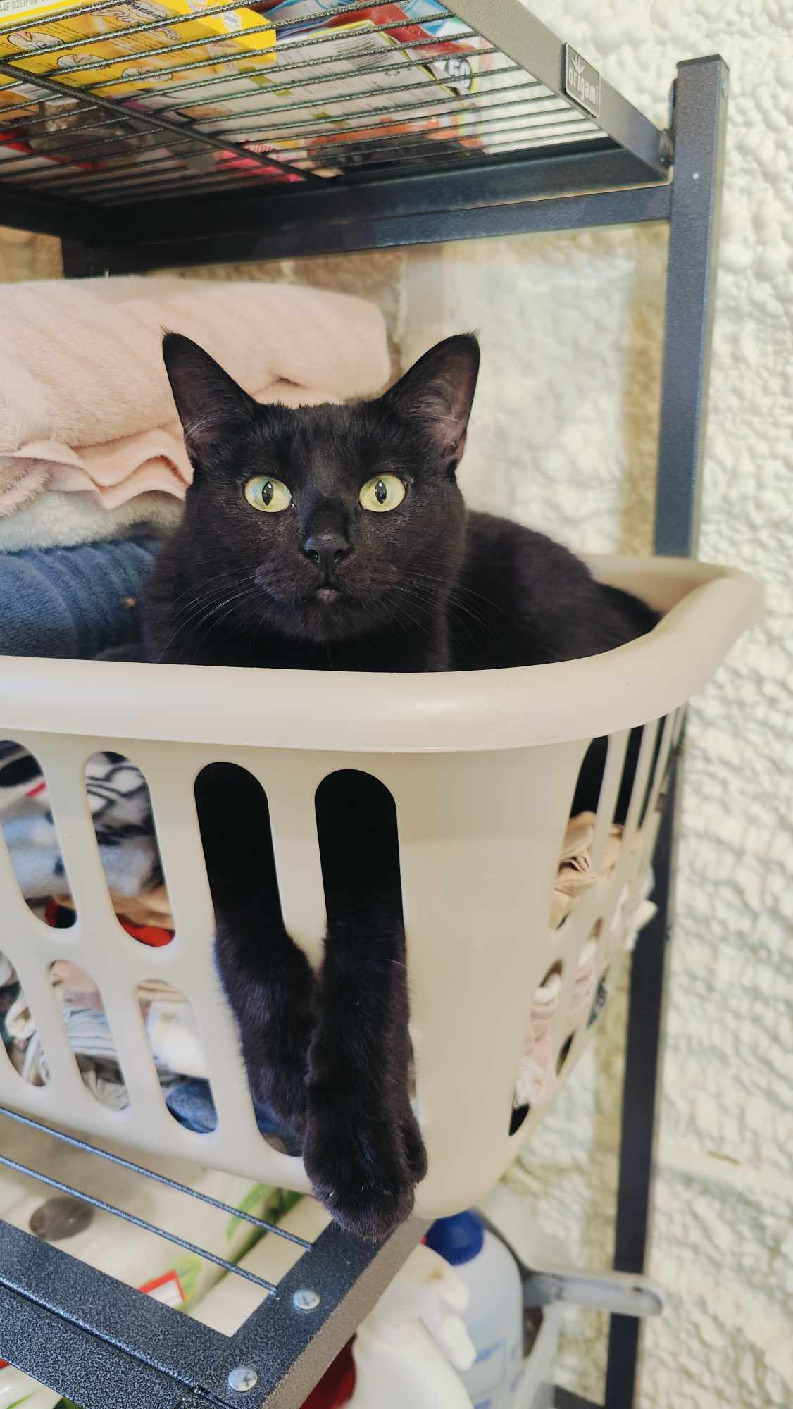 Sodapop, an adoptable Domestic Short Hair in Park Falls, WI, 54552 | Photo Image 1