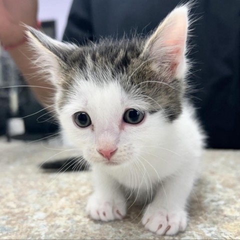 Cheese, an adoptable Domestic Short Hair in Garden City, KS, 67846 | Photo Image 2