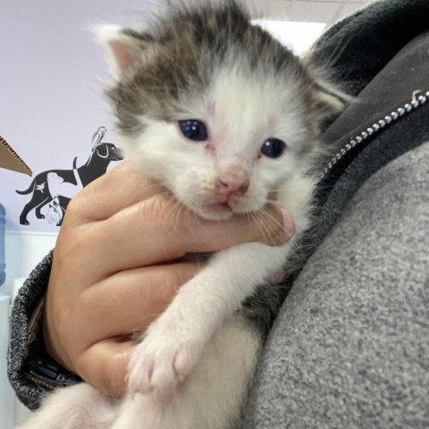 Cheese, an adoptable Domestic Short Hair in Garden City, KS, 67846 | Photo Image 3