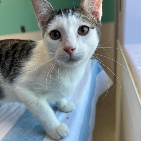 Cheese, an adoptable Domestic Short Hair in Garden City, KS, 67846 | Photo Image 5